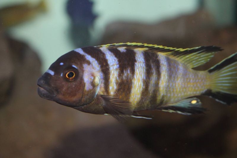 Maylandia melissa 'Chirwa Island'